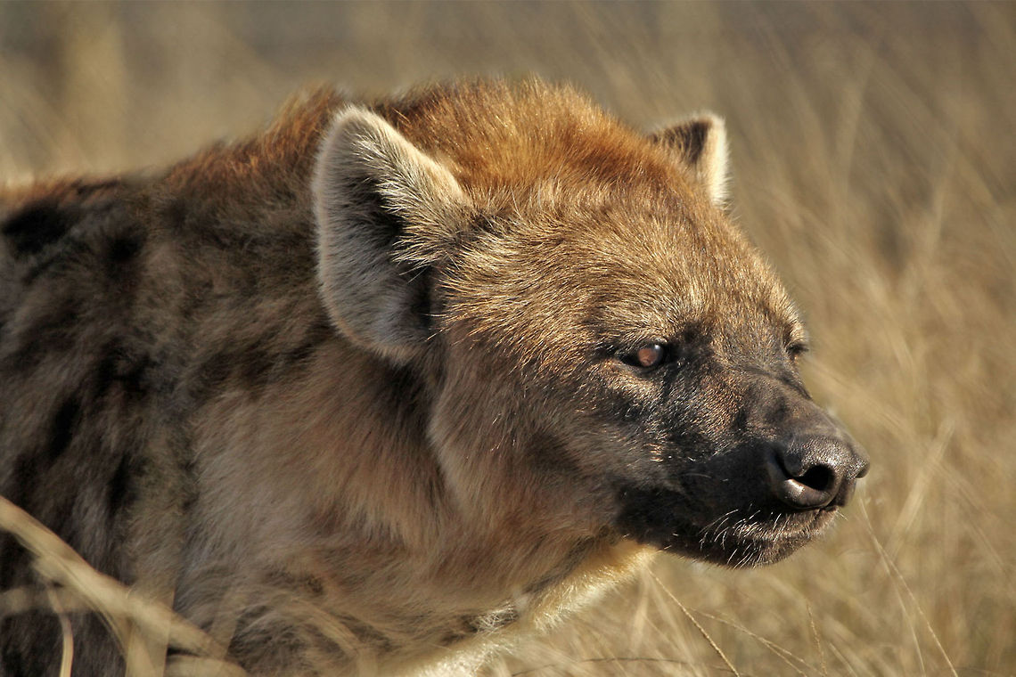 Spotted Hyena  Crocuta crocuta,Geotagged,South Africa,Spotted Hyena,africa,predators