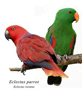 Eclectus Parrot male and female I have stuck these two photos together so you can get an idea of the different colours of the males and females. The female is on the left. These birds are described as the most sexually dimorphic of all birds, so much so that they were originally though to be two separate species. Eclectus Parrot,Eclectus roratus,Geotagged,South Africa