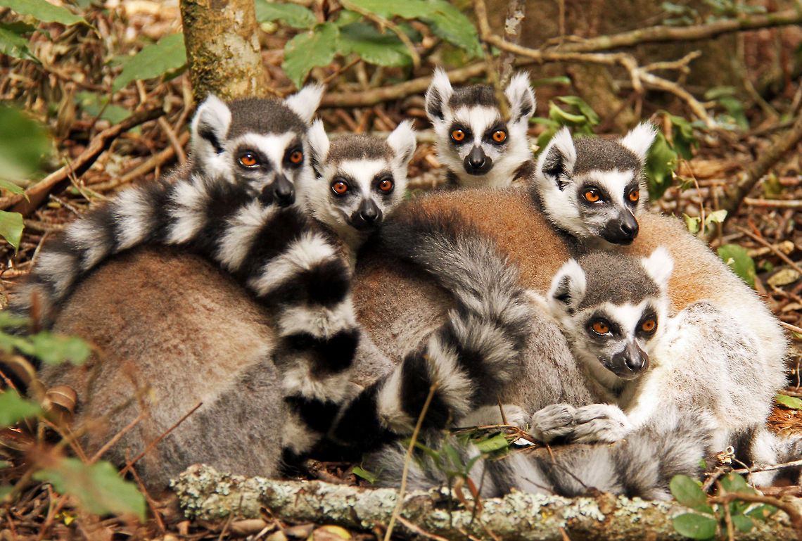 The eyes of the forest Not just King Julian, but the whole Royal family! Geotagged,Lemur catta,Madagascar,Ring-tailed lemur,South Africa,Winter,lemurs