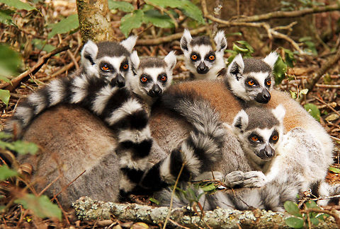 The eyes of the forest Not just King Julian, but the whole Royal family! Geotagged,Lemur catta,Madagascar,Ring-tailed lemur,South Africa,Winter,lemurs