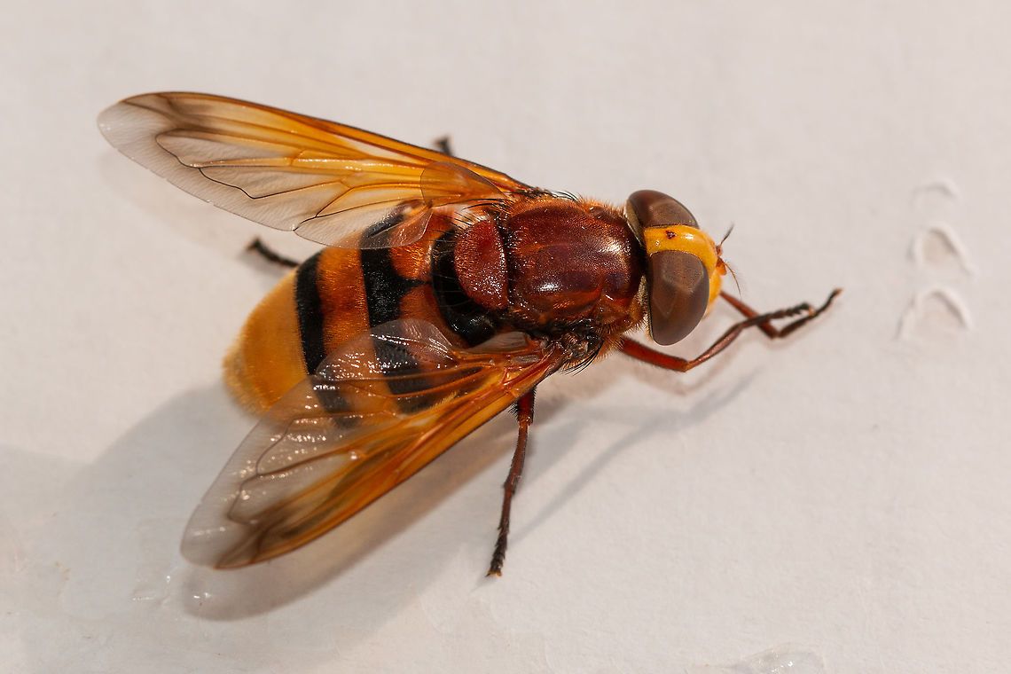 Hornet mimic hoverfly The first time I have ever seen one of these, and must admit I was a bit concerned at first as it is so big. A little research though confirmed a hoverfly, and a beauty at that! Geotagged,Hornet mimic hoverfly,Summer,United Kingdom,Volucella zonaria,insects,isle of