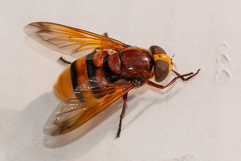 Hornet mimic hoverfly The first time I have ever seen one of these, and must admit I was a bit concerned at first as it is so big. A little research though confirmed a hoverfly, and a beauty at that! Geotagged,Hornet mimic hoverfly,Summer,United Kingdom,Volucella zonaria,insects,isle of
