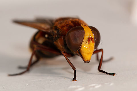 Hornet mimic hoverfly, head shot  Geotagged,Hornet mimic hoverfly,Summer,United Kingdom,Volucella zonaria,hoverflies,insects,isle of wight