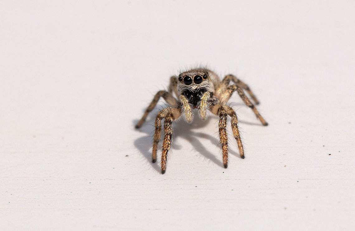 Zebra jumping spider (Saltiidae) Having a little jump around in the sunshine on my windowsill this morning. Geotagged,Isle of Wight,Salticus scenicus,Summer,United Kingdom,Zebra spider,salticidae,spiders