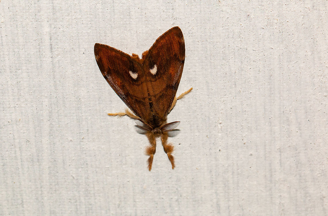 Vapourer moth or Rust Tussock Moth Found hanging out by my door. Geotagged,Isle of Wight,Lepidoptera,Orgyia antiqua,Rusty Tussock Moth,Summer,United Kingdom,moths