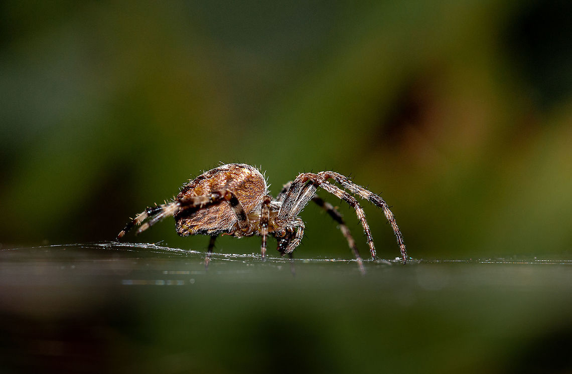 Female garden spider, with a little bit of interesting info! Firstly, I confess to copying a Ferdy technique whereby I flipped the photo so that she looks horizontal.<br />
When I zoomed in, I noticed what looked like a little worm coming out of her belly, and so I posted on a spider site to find out what it was. Well! Turns out to be part of the spiders genitalia called the &#039;scape&#039; and is a coupling structure that allows the male palp to hold on. In some species, the male will deliberately mutilate the scape to prevent her mating with anyone else. <br />
Research article here if you wish to know more about female genital mutilation in spiders!:<br />
<a href="https://www.ncbi.nlm.nih.gov/pmc/articles/PMC4780549/" rel="nofollow">https://www.ncbi.nlm.nih.gov/pmc/articles/PMC4780549/</a> Araneus diadematus,European garden spider,Geotagged,Isle of Wight,Summer,United Kingdom,araneus,epigyne,spiders