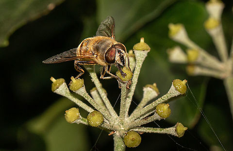 Drone fly - male As my ivy has come into bloom, I was hoping for some ivy bees, but no, it has been invaded by drone flies. Still lovely though. Common Drone Fly,Eristalis tenax,Geotagged,Isle of Wight,Summer,United Kingdom,hoverflies