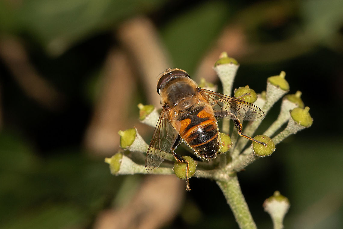 Drone fly - male Enjoying the ivy pollen Common Drone Fly,Eristalis tenax,Geotagged,Isle of Wight,Summer,United Kingdom,hoverflies