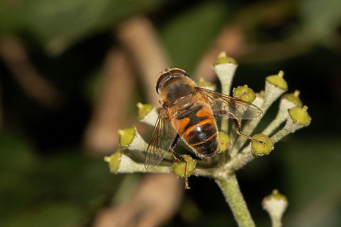 Drone fly - male Enjoying the ivy pollen Common Drone Fly,Eristalis tenax,Geotagged,Isle of Wight,Summer,United Kingdom,hoverflies