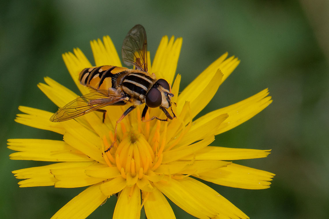 Hoverfly - Helophilus pendulus - male One of the plus points for not mowing my lawn ;) Geotagged,Helophilus pendulus,Summer,United Kingdom,hoverflies,isle of wight
