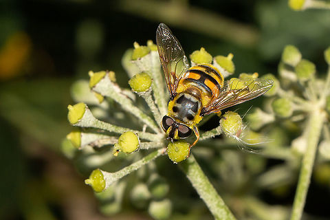 Batman hoverfly - female So called because of its distinctive 'Batman' logo on it's thorax Batman hoverfly,Geotagged,Isle of Wight,Myathropa florea,Summer,United Kingdom,Yellow-haired Sun Fly,hoverflies