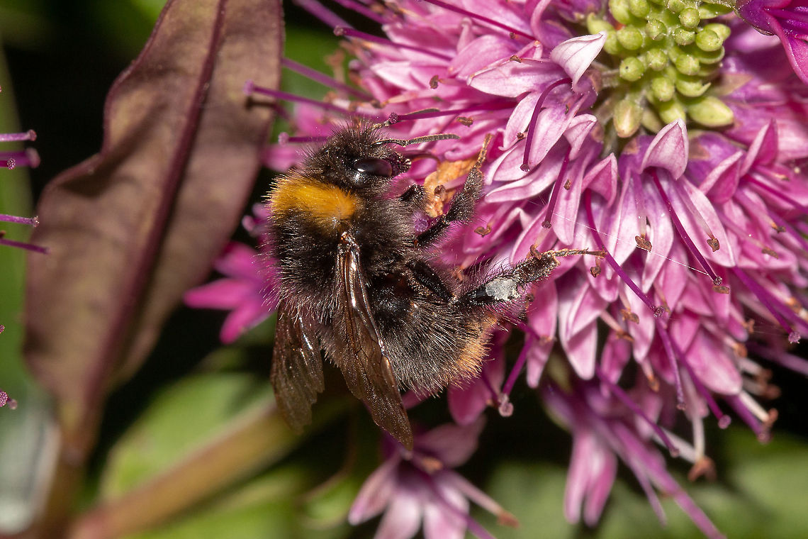 Early bumble bee worker Tiny little things! Bombus pratorum,Early bumblebee,Geotagged,Isle of Wight,Summer,United Kingdom,bees