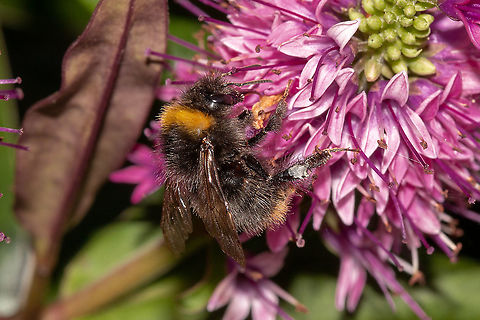 Early bumble bee worker Tiny little things! Bombus pratorum,Early bumblebee,Geotagged,Isle of Wight,Summer,United Kingdom,bees