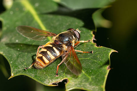 Sericomyia silentis - male  Fall,Geotagged,Sericomyia silentis,United Kingdom,Yellow-barred Peat Hover Fly,hoverflies,isle of wight