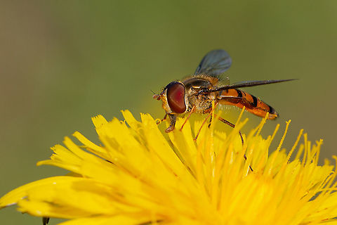 Marmalade fly  Episyrphus balteatus,Fall,Geotagged,Isle of Wight,Marmalade hoverfly,United Kingdom,hoverflies