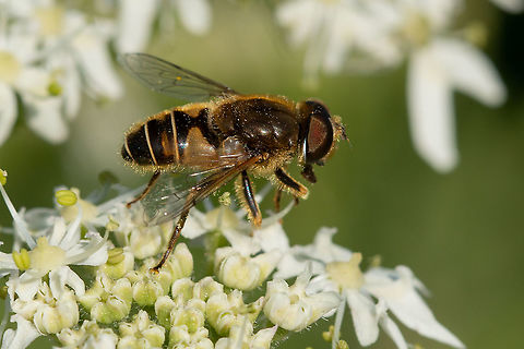 Eristalis nemorum  Eristalis nemorum,Fall,Geotagged,Isle of Wight,Orange-spined Drone Fly,United Kingdom,hoverflies