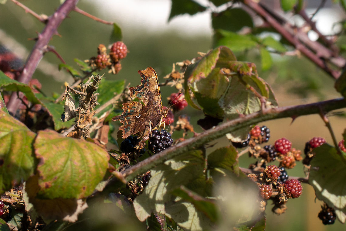 Perfect camouflage Comma resting, wings closed on top of a blackberry. Comma,Fall,Geotagged,Lepidoptera,Polygonia c-album,United Kingdom,butterflies,isle of