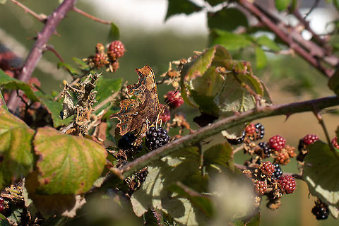 Perfect camouflage Comma resting, wings closed on top of a blackberry. Comma,Fall,Geotagged,Lepidoptera,Polygonia c-album,United Kingdom,butterflies,isle of