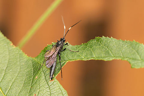 Ichneumon wasp Really hard to identify, possibly  Coelichneumon sp., maybe even Coelichneumon biannulatus, but I really wouldn't like to guess. Fall,Geotagged,Ichneumon,Isle of Wight,Stenichneumon culpator,United Kingdom,insects