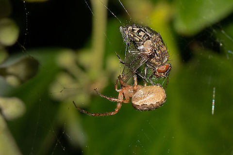 Missing Sector Orb Weaver