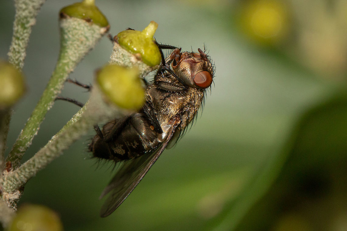 Fly Tachinid maybe? Diptera,Fall,Flies,Geotagged,Isle of Wight,United Kingdom