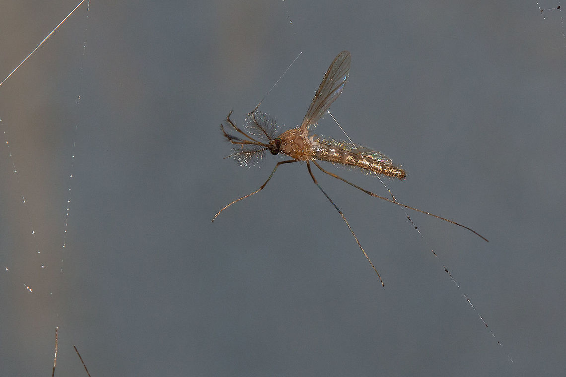Mosquito or midge perhaps? This poor unfortunate had got itself trapped in a spider web Fall,Geotagged,Insects,Isle of Wight,United Kingdom
