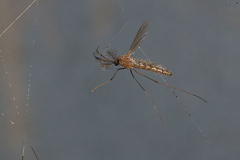 Mosquito or midge perhaps? This poor unfortunate had got itself trapped in a spider web Fall,Geotagged,Insects,Isle of Wight,United Kingdom