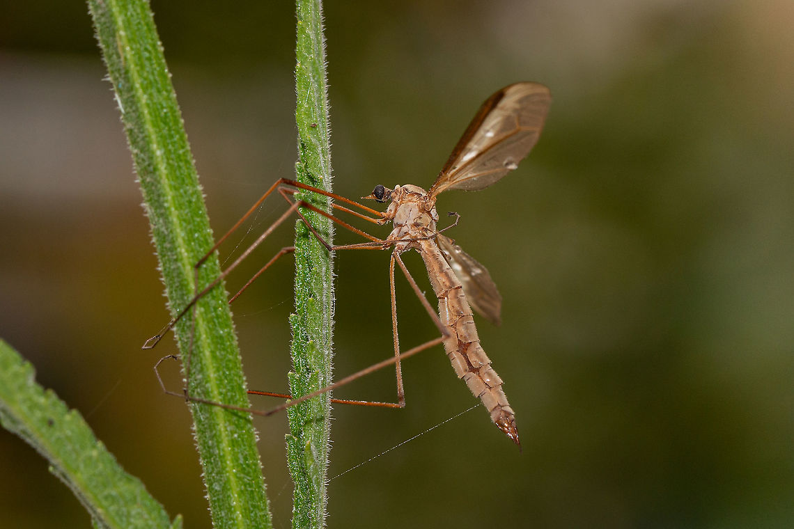Crane fly (Tipulidae)  Crane flies,Diptera,Fall,Geotagged,Isle of Wight,Tipulidae,United Kingdom