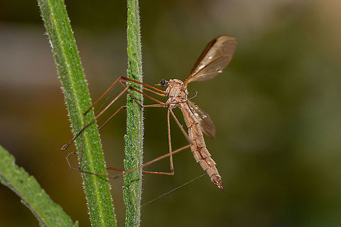 Crane fly (Tipulidae)  Crane flies,Diptera,Fall,Geotagged,Isle of Wight,Tipulidae,United Kingdom