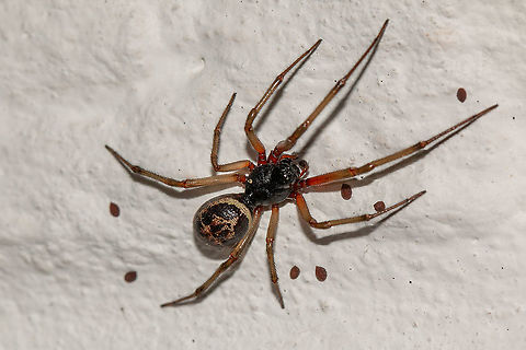 Noble spider  - male Those little dots are seeds that have blown onto the wall.
These spiders often get a bad rap in the press, often referred to as 'False Widows'. Unlike Black widows, these spiders are relatively harmless, although will give a nasty bite if provoked. The bite is only dangerous if the bite area becomes infected, rather like any spider bite. Arachnids,Fall,Geotagged,Isle of Wight,Noble False Widow,Spiders,Steatoda nobilis,United Kingdom