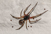 Noble spider  - male Those little dots are seeds that have blown onto the wall.<br />
These spiders often get a bad rap in the press, often referred to as 'False Widows'. Unlike Black widows, these spiders are relatively harmless, although will give a nasty bite if provoked. The bite is only dangerous if the bite area becomes infected, rather like any spider bite. Arachnids,Fall,Geotagged,Isle of Wight,Noble False Widow,Spiders,Steatoda nobilis,United Kingdom