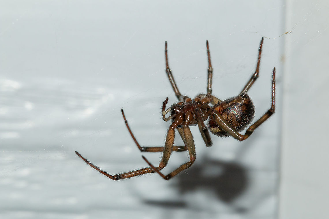 Noble spider - female These spiders often get a bad rap in the press, often referred to as &#039;False Widows&#039;. Unlike Black widows, these spiders are relatively harmless, although will give a nasty bite if provoked. The bite is only dangerous if the bite area becomes infected, rather like any spider bite. Fall,Geotagged,Isle of Wight,Noble False Widow,Steatoda nobilis,United Kingdom,arachnids,spiders
