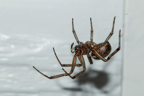 Noble spider - female These spiders often get a bad rap in the press, often referred to as 'False Widows'. Unlike Black widows, these spiders are relatively harmless, although will give a nasty bite if provoked. The bite is only dangerous if the bite area becomes infected, rather like any spider bite. Fall,Geotagged,Isle of Wight,Noble False Widow,Steatoda nobilis,United Kingdom,arachnids,spiders
