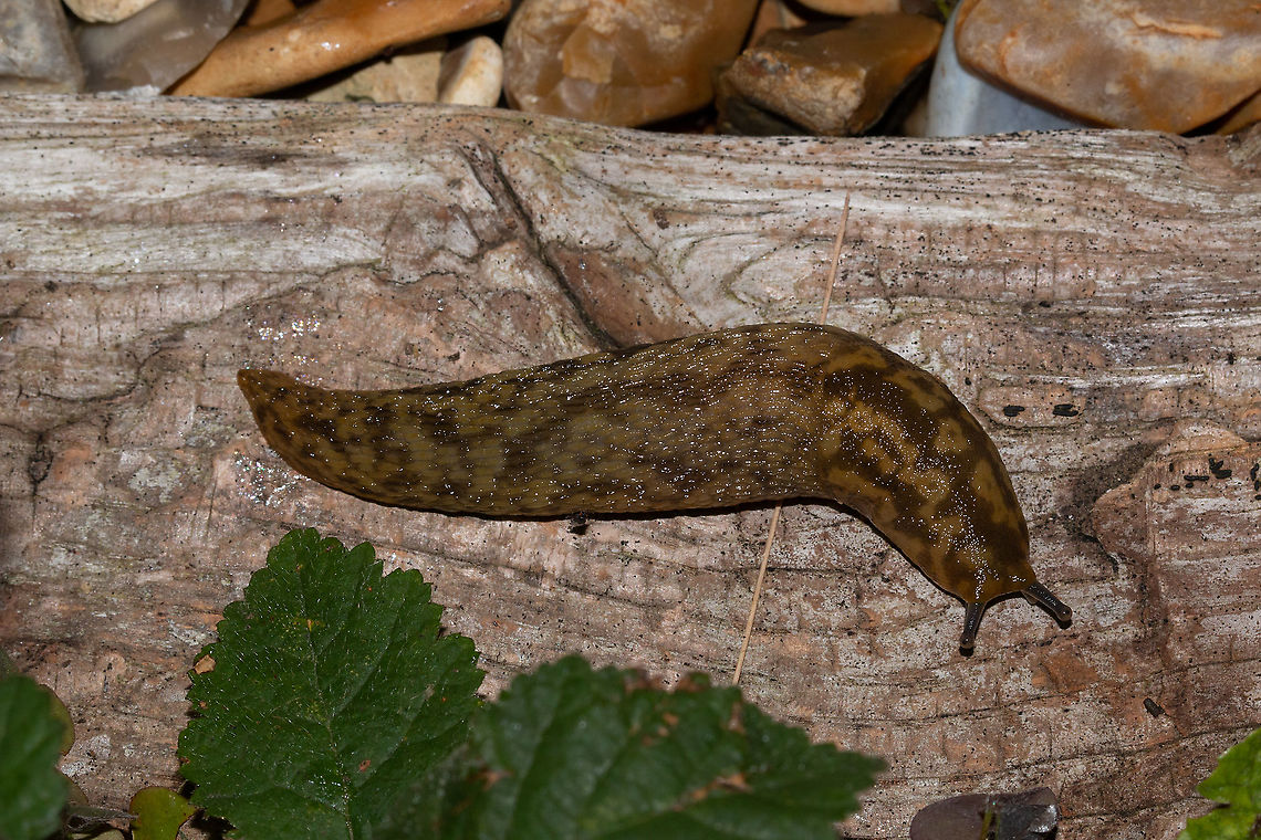 Green cellar slug Thought to be taking over in British gardens and leading to the decline of the Yellow cellar slug. <br />
Both these slug species are known to be detritivores, feeding on decaying plant material in gardens. They are not considered plant pests as they do not feed on live plant material.  Fall,Geotagged,Isle of Wight,Limacus maculatus,United Kingdom,green cellar slug,slugs