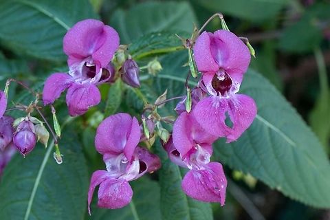 Himalayan balsam An abundance of these invasive, but beautiful flowers at a nature reserve very near me. Fall,Geotagged,Himalayan Balsam,Impatiens glandulifera,United Kingdom,flowers,invasive species,isle of wight,orchids,wildflowers