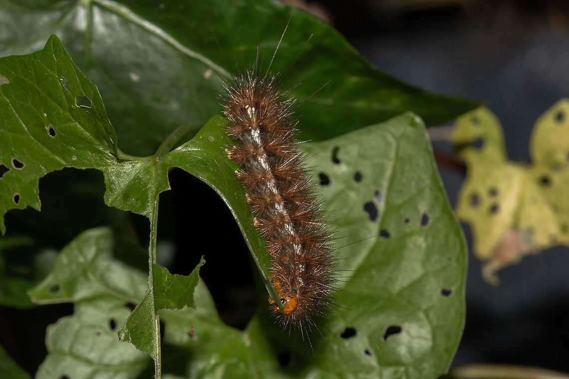 Buff ermine moth caterpillar  Buff ermine,Fall,Geotagged,Isle of Wight,Larvae,Lepidoptera,Spilarctia luteum,United Kingdom,caterpillars,moths