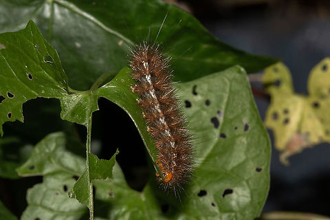 Buff ermine moth caterpillar  Buff ermine,Fall,Geotagged,Isle of Wight,Larvae,Lepidoptera,Spilarctia luteum,United Kingdom,caterpillars,moths