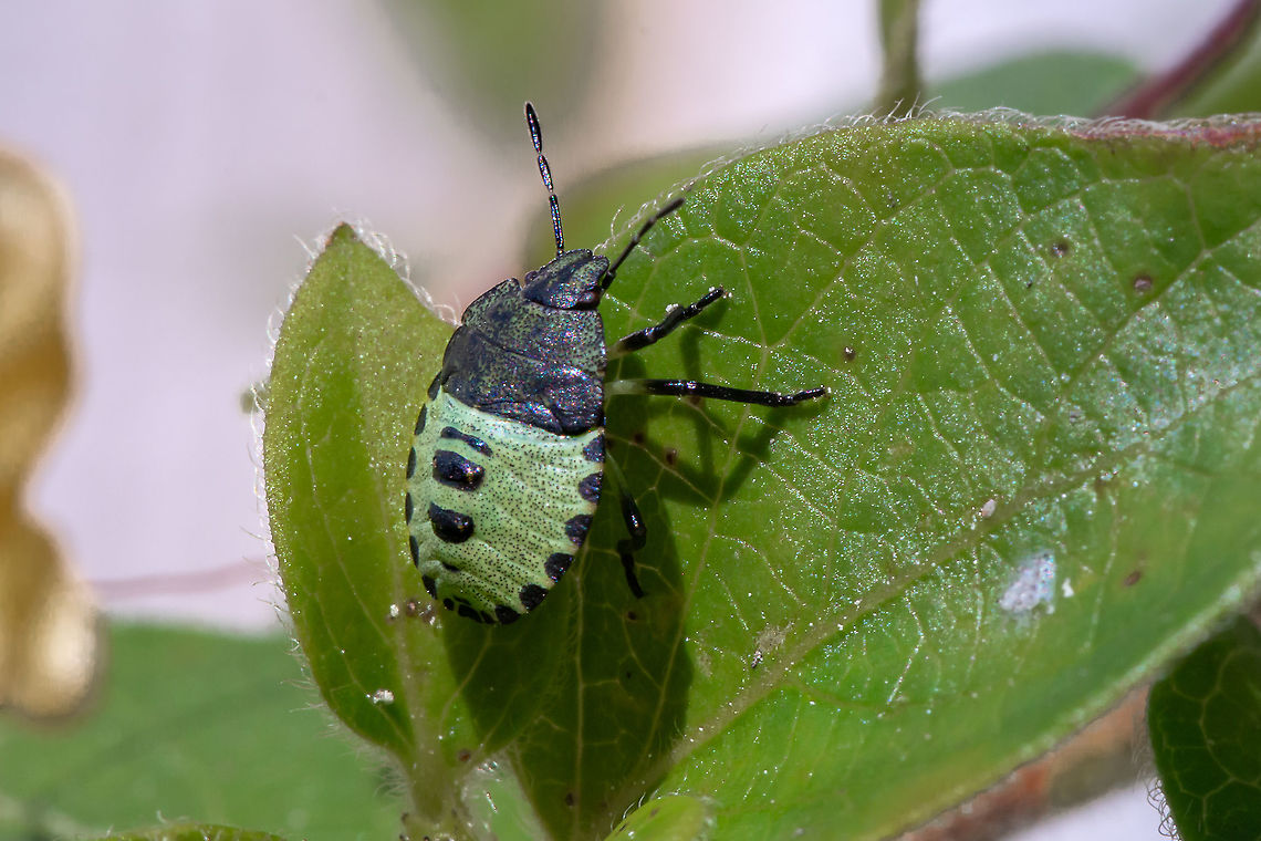 Green Shield Bug - 4th instar nymph  Fall,Geotagged,Green shield bug,Isle of Wight,Palomena prasina,United Kingdom,bugs,insects,nymphs,shield bugs