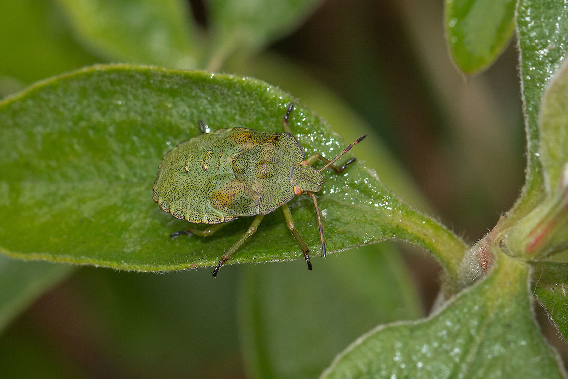 Green Shield Bug - Final instar nymph  Fall,Geotagged,Green shield bug,Isle of Wight,Palomena prasina,United Kingdom,bugs,instects,nymphs,shield bugs