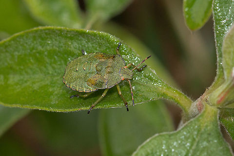 Green Shield Bug - Final instar nymph  Fall,Geotagged,Green shield bug,Isle of Wight,Palomena prasina,United Kingdom,bugs,instects,nymphs,shield bugs
