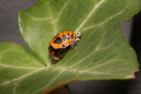 Ladybird emerging from pupae. Struggled to get a decent shot of this, and not sure what type of ladybird this will be, but will keep an eye out to see what emerges. Asian ladybird,Fall,Geotagged,Harlequin ladybird,Harmonia axyridis,Isle of Wight,Ladybirds,Pupae,United Kingdom,beetles