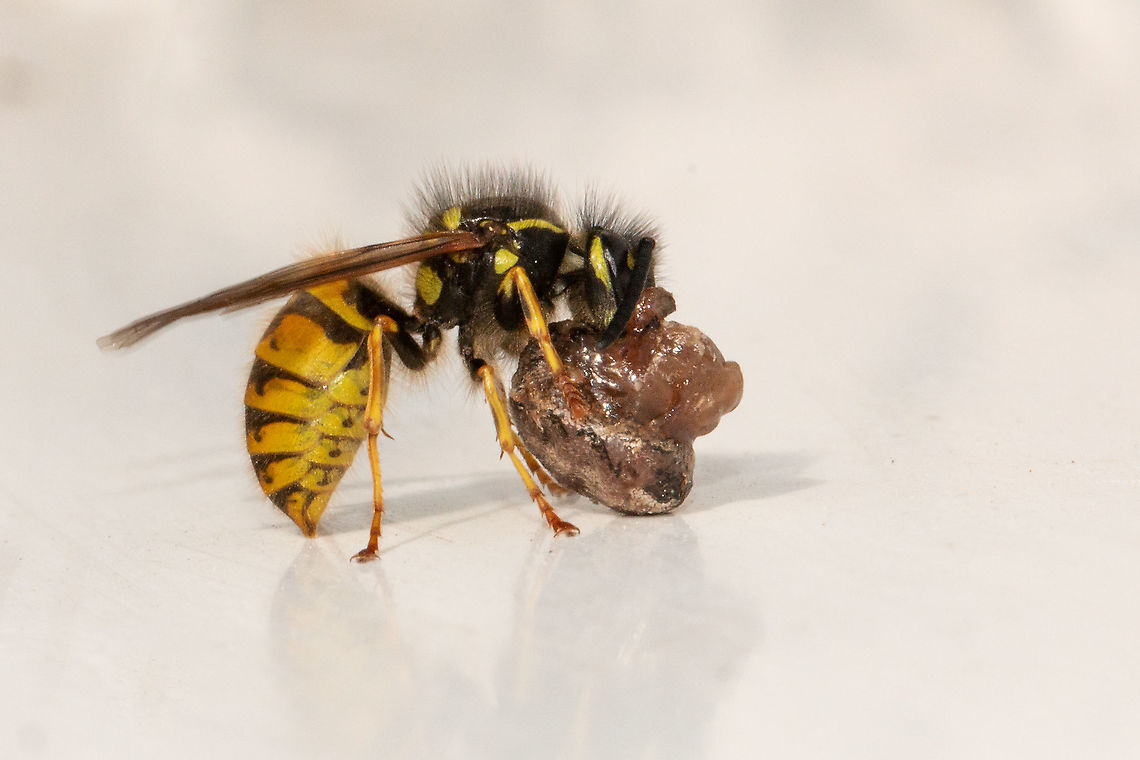 Wasp with stolen spider lunch I watched as this wasp stole the lunch of a Steotoda nobilis from its web. It was only after I downloaded the photo that I could see that lunch was indeed another spider, a Zyagiella x-notata. One dead spider, one hungry spider, one fat wasp! Common wasp,Fall,Geotagged,Insects,Isle of Wight,United Kingdom,Vespula vulgaris,wasps