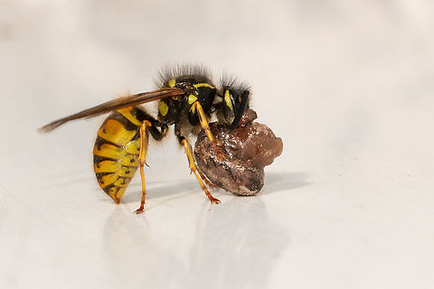 Wasp with stolen spider lunch I watched as this wasp stole the lunch of a Steotoda nobilis from its web. It was only after I downloaded the photo that I could see that lunch was indeed another spider, a Zyagiella x-notata. One dead spider, one hungry spider, one fat wasp! Common wasp,Fall,Geotagged,Insects,Isle of Wight,United Kingdom,Vespula vulgaris,wasps