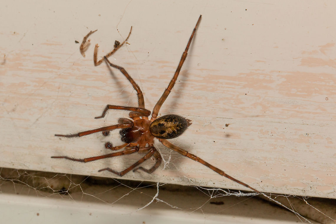 Amaurobius similis, Lace web spider - male  Amaurobius simlis,Fall,Geotagged,Isle of Wight,United Kingdom,arachnids,spiders