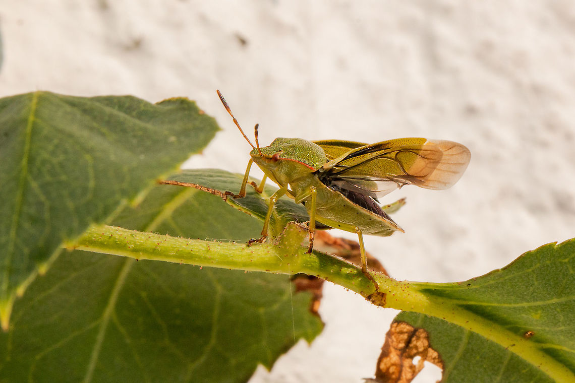Green shield bug showing off its wings  Fall,Geotagged,Green shield bug,Palomena prasina,United Kingdom,bugs,insects,isle of wight,shield bug