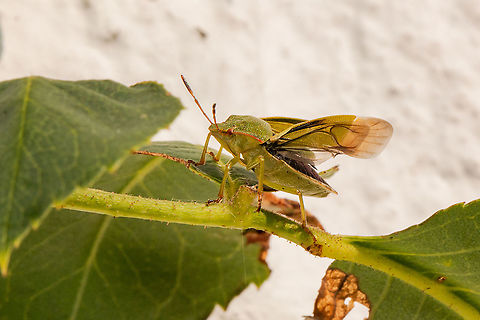 Green shield bug showing off its wings  Fall,Geotagged,Green shield bug,Palomena prasina,United Kingdom,bugs,insects,isle of wight,shield bug
