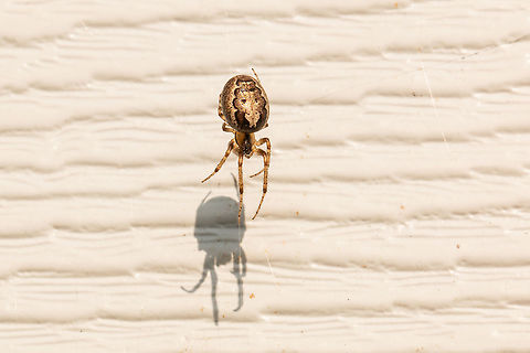 The beautiful markings of the Zygiella x-notata  (female)  Fall,Geotagged,Missing Sector Orb Weaver,United Kingdom,Zygiella x-notata,arachnids,isle of wight,spiders