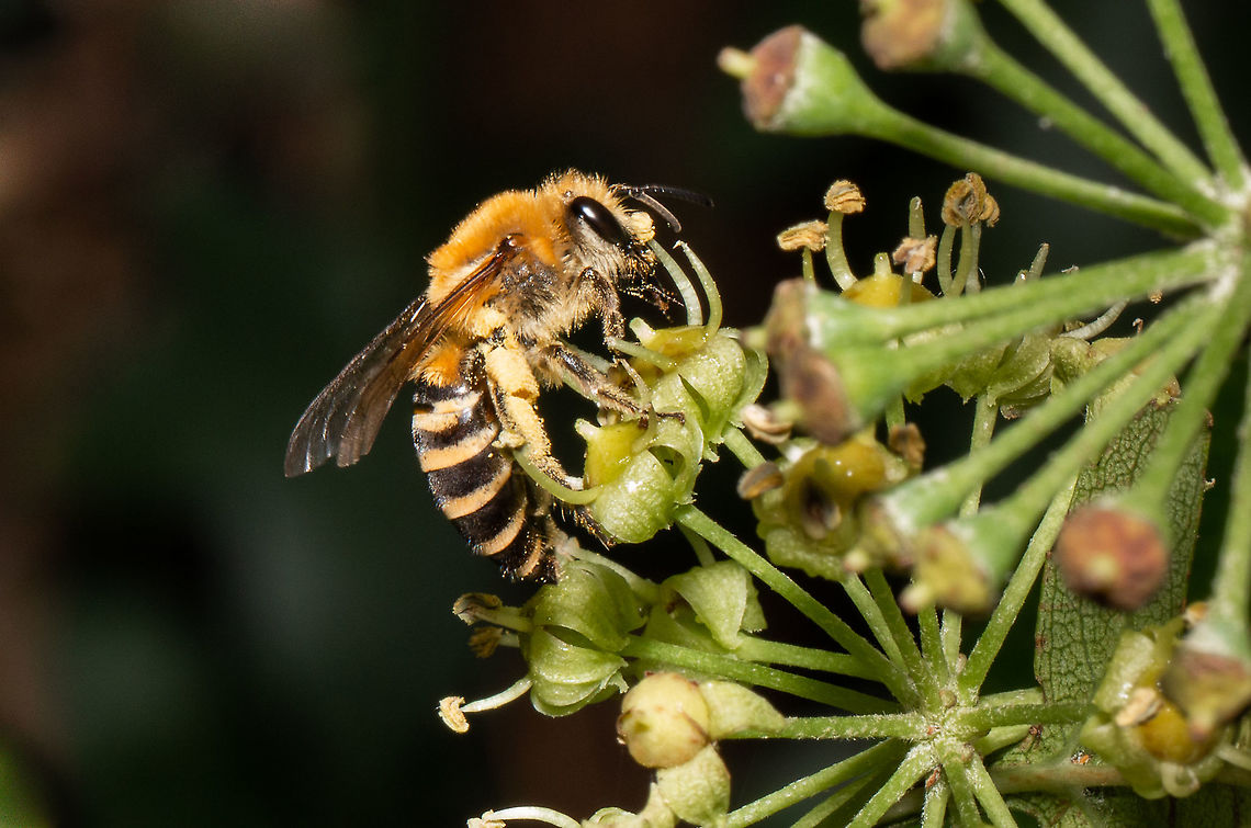 Ivy bee Finally, after weeks of watching the ivy, the Ivy bees have finally arrived. Having never knowingly seen one before, quite exciting! Colletes hederae,Fall,Geotagged,Hymenoptera,Isle of Wight,Ivy Bee,United Kingdom,bees,insects