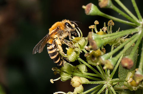 Ivy bee Finally, after weeks of watching the ivy, the Ivy bees have finally arrived. Having never knowingly seen one before, quite exciting! Colletes hederae,Fall,Geotagged,Hymenoptera,Isle of Wight,Ivy Bee,United Kingdom,bees,insects