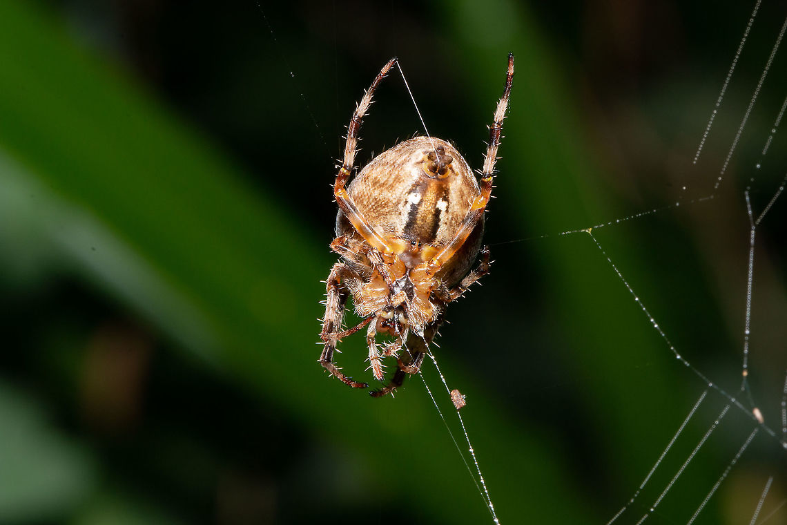 Garden spider Busy eating and repairing her damaged web. Araneus diadematus,Fall,Geotagged,Isle of Wight,United Kingdom,arachnids,cross spider,garden spider,spiders